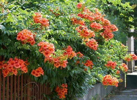 6 самых красивых вьющихся цветов для сада